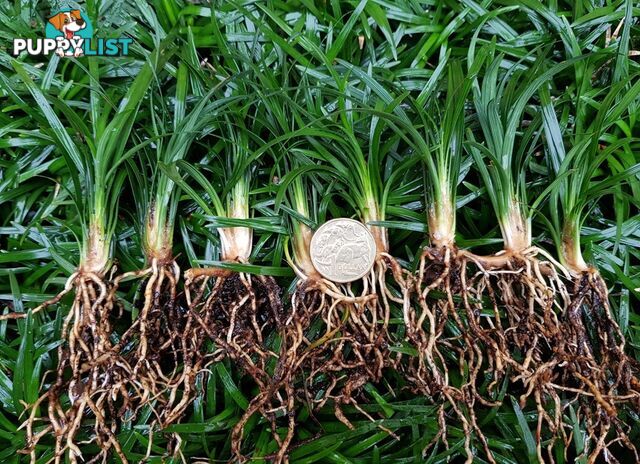 Mini / Dwarf Mondo Grass Individual Plants - 105 for $84.00 Inc. Free Express Post