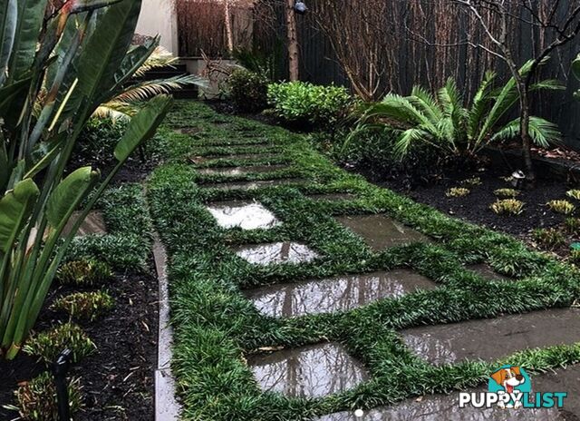 Mini / Dwarf Mondo Grass Individual Plants - 105 for $84.00 Inc. Free Express Post