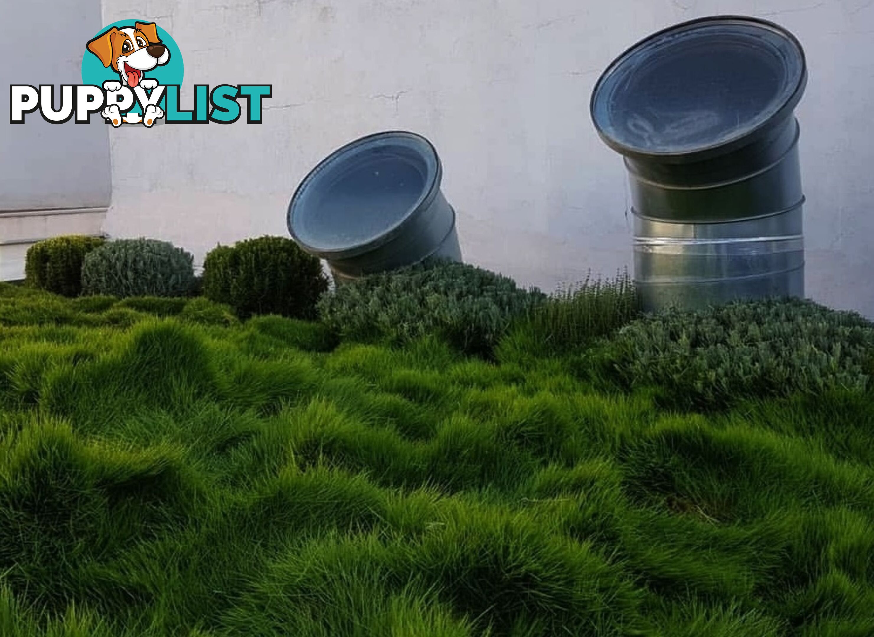 10 Pots of Zoysia Tenuifolia No Mow Grass Free Express Post Aust-Wide