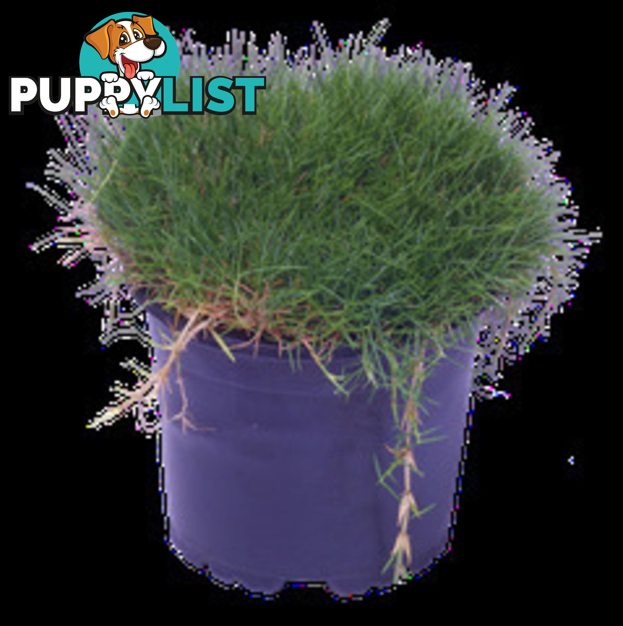 10 Pots of Zoysia Tenuifolia No Mow Grass Free Express Post Aust-Wide