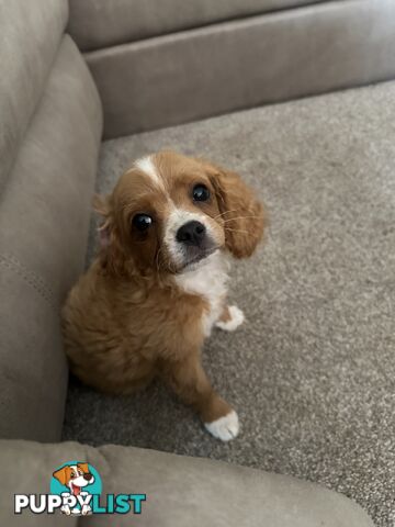 Cavoodle pups