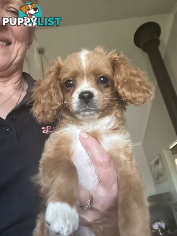 Cavoodle pups