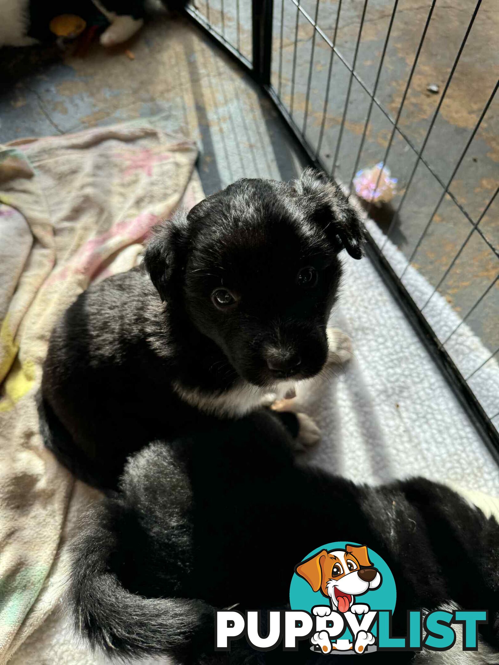 Border Collie Puppies
