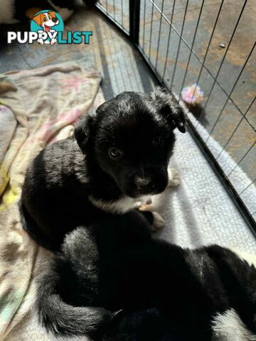 Border Collie Puppies
