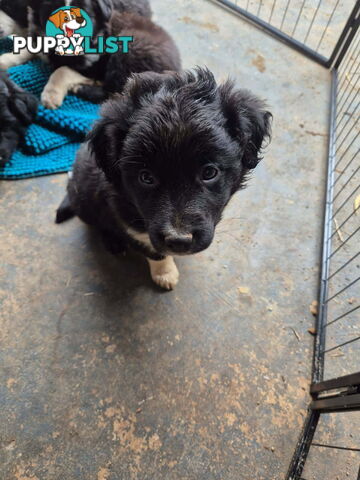 Border Collie Puppies