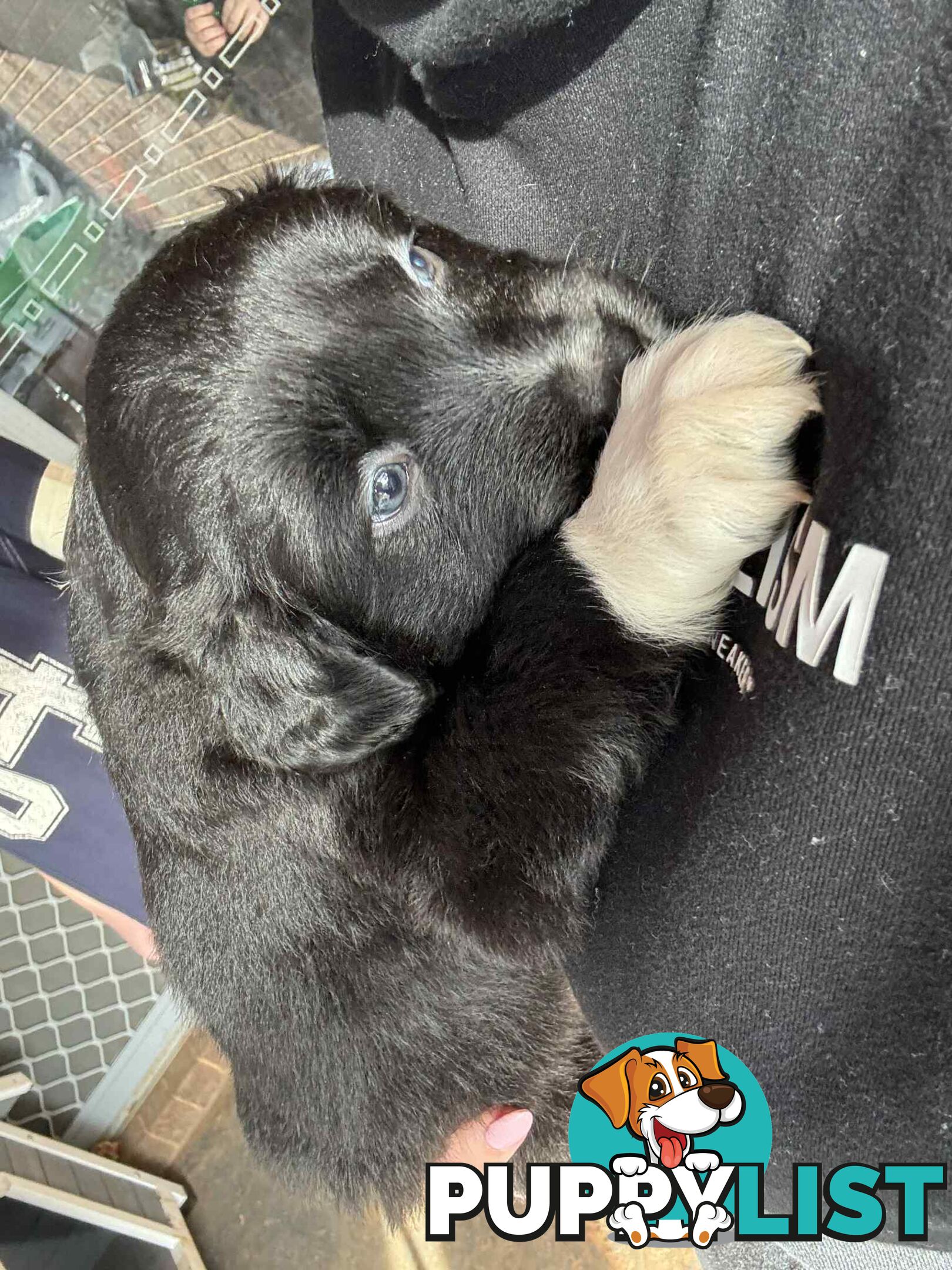 Border Collie Puppies