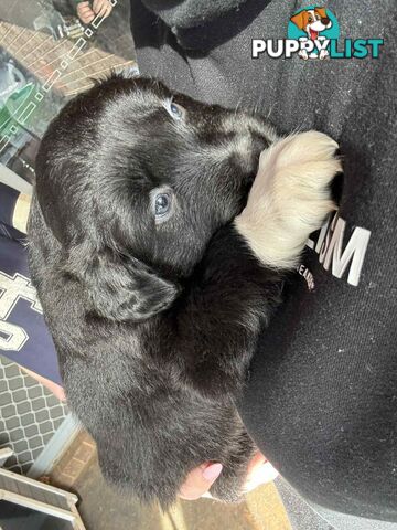 Border Collie Puppies