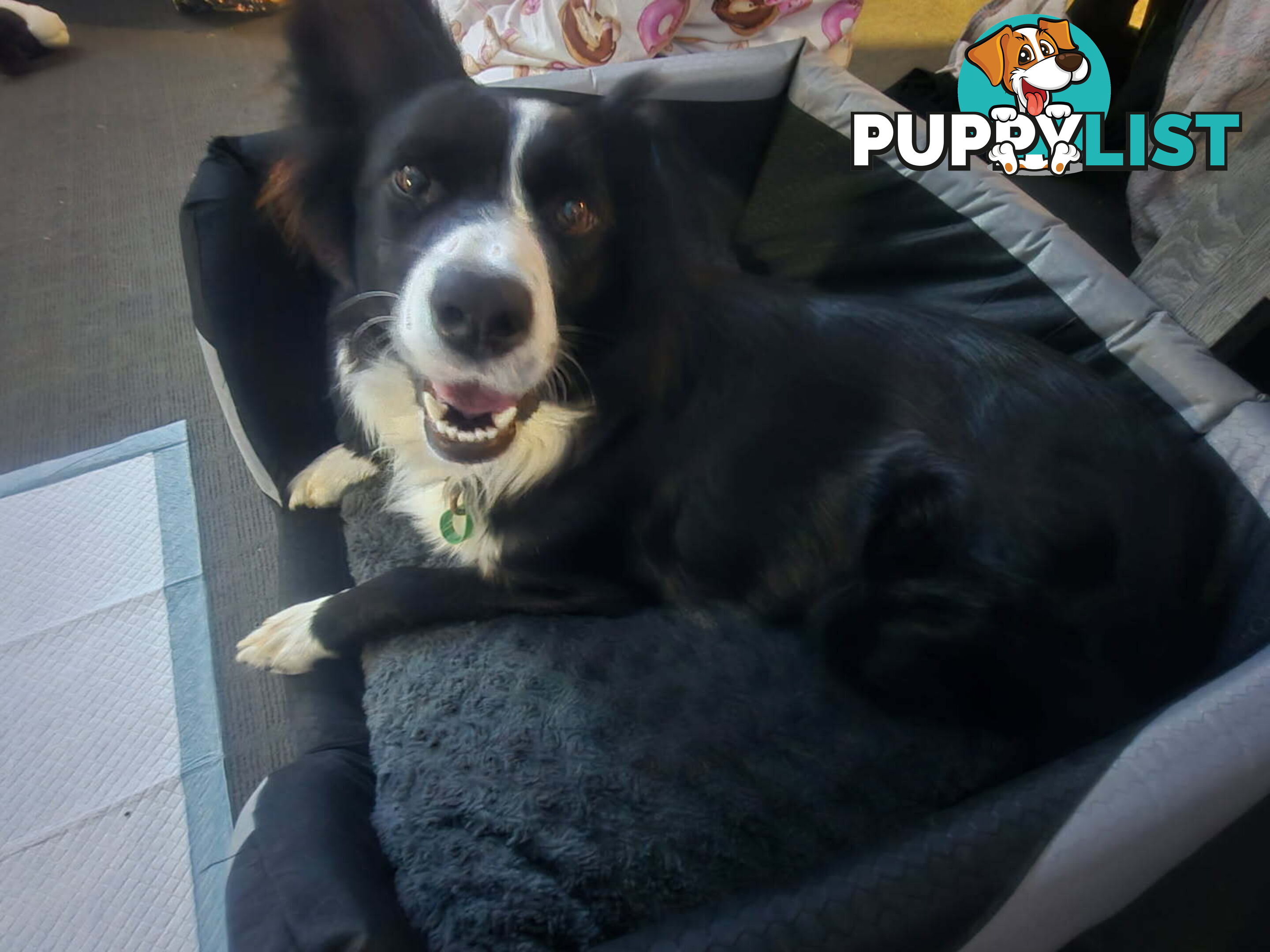 Border Collie Puppies