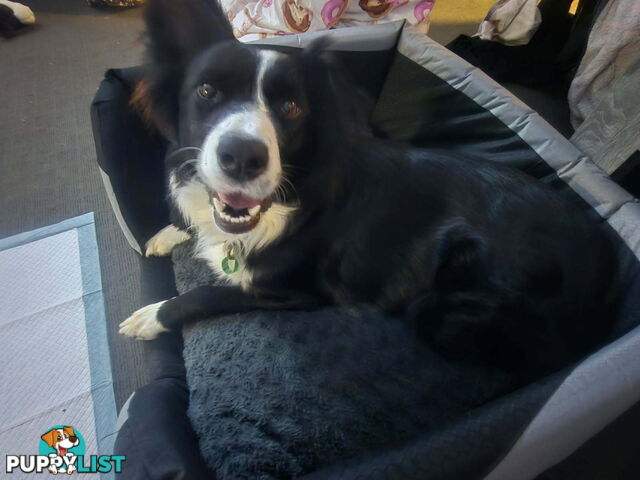 Border Collie Puppies