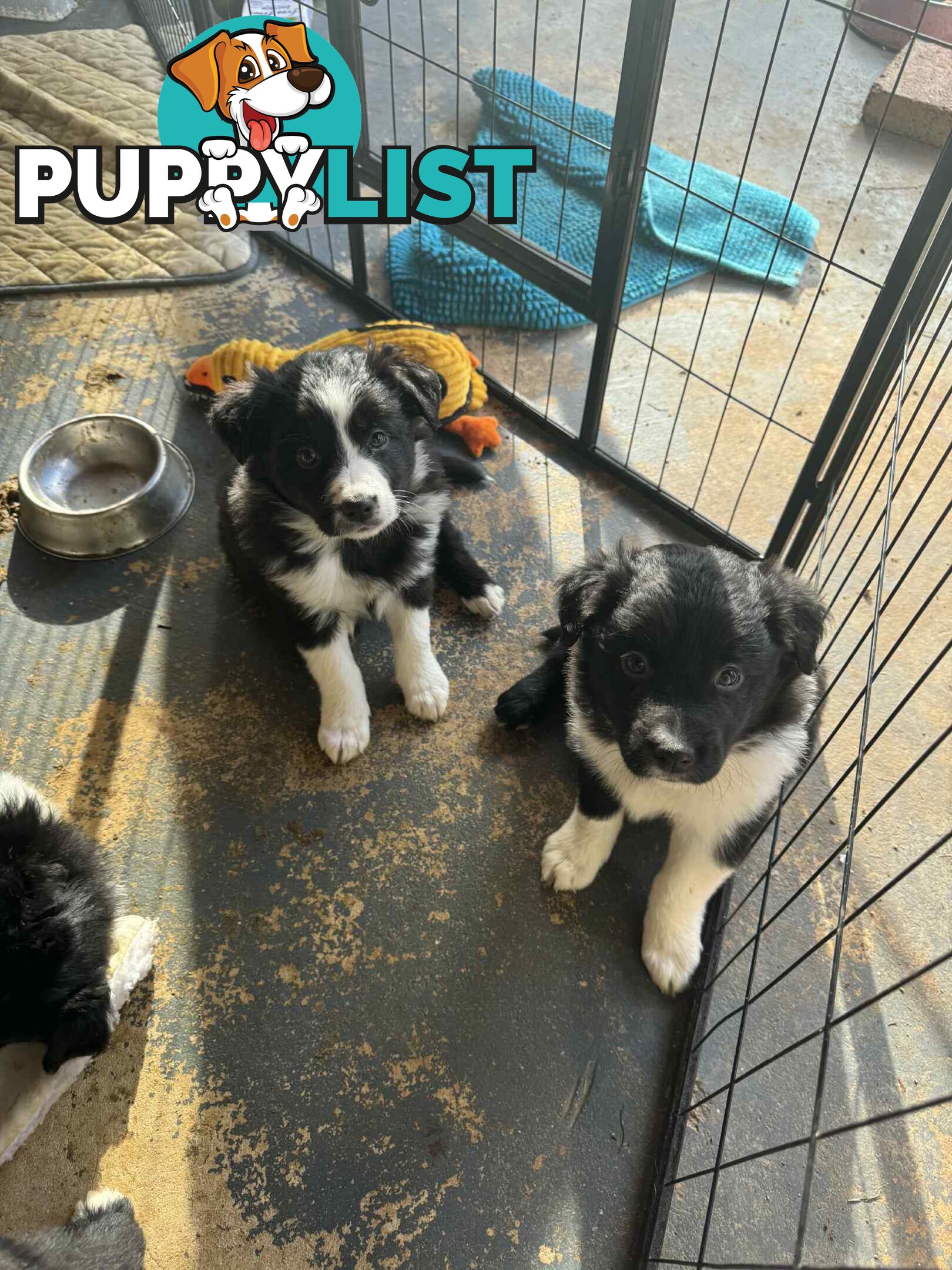 Border Collie Puppies
