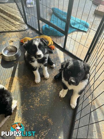 Border Collie Puppies