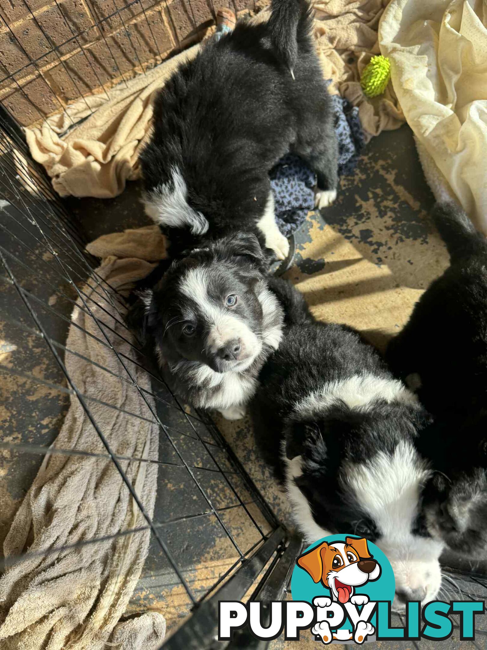 Border Collie Puppies