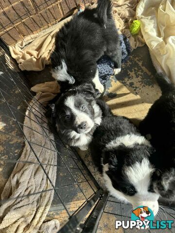 Border Collie Puppies