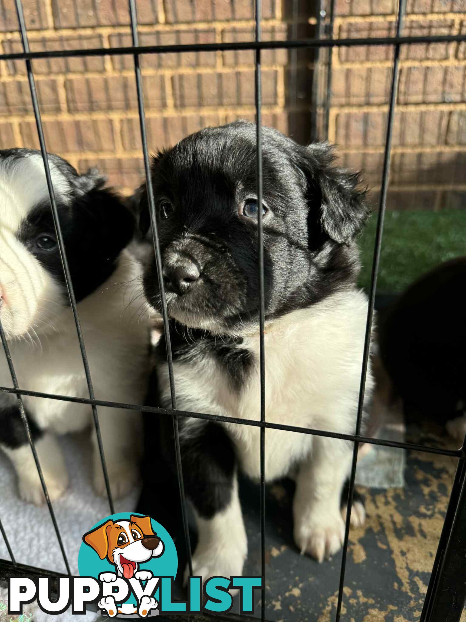 Border Collie Puppies