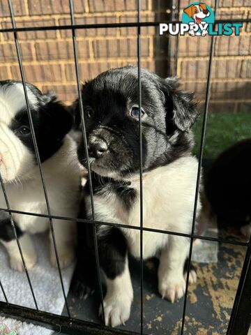 Border Collie Puppies