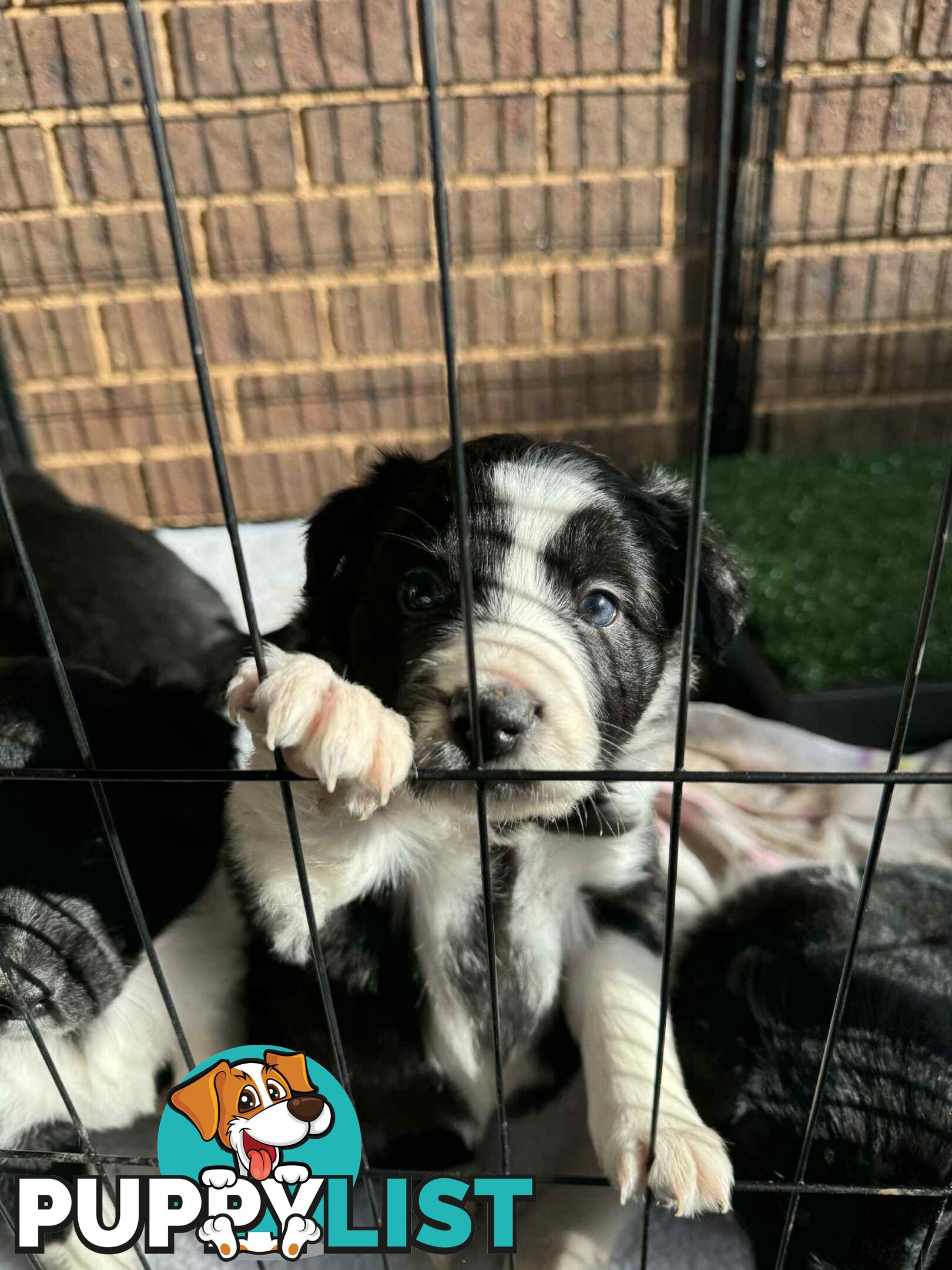 Border Collie Puppies