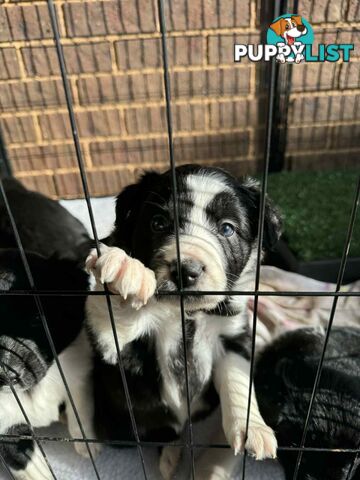 Border Collie Puppies