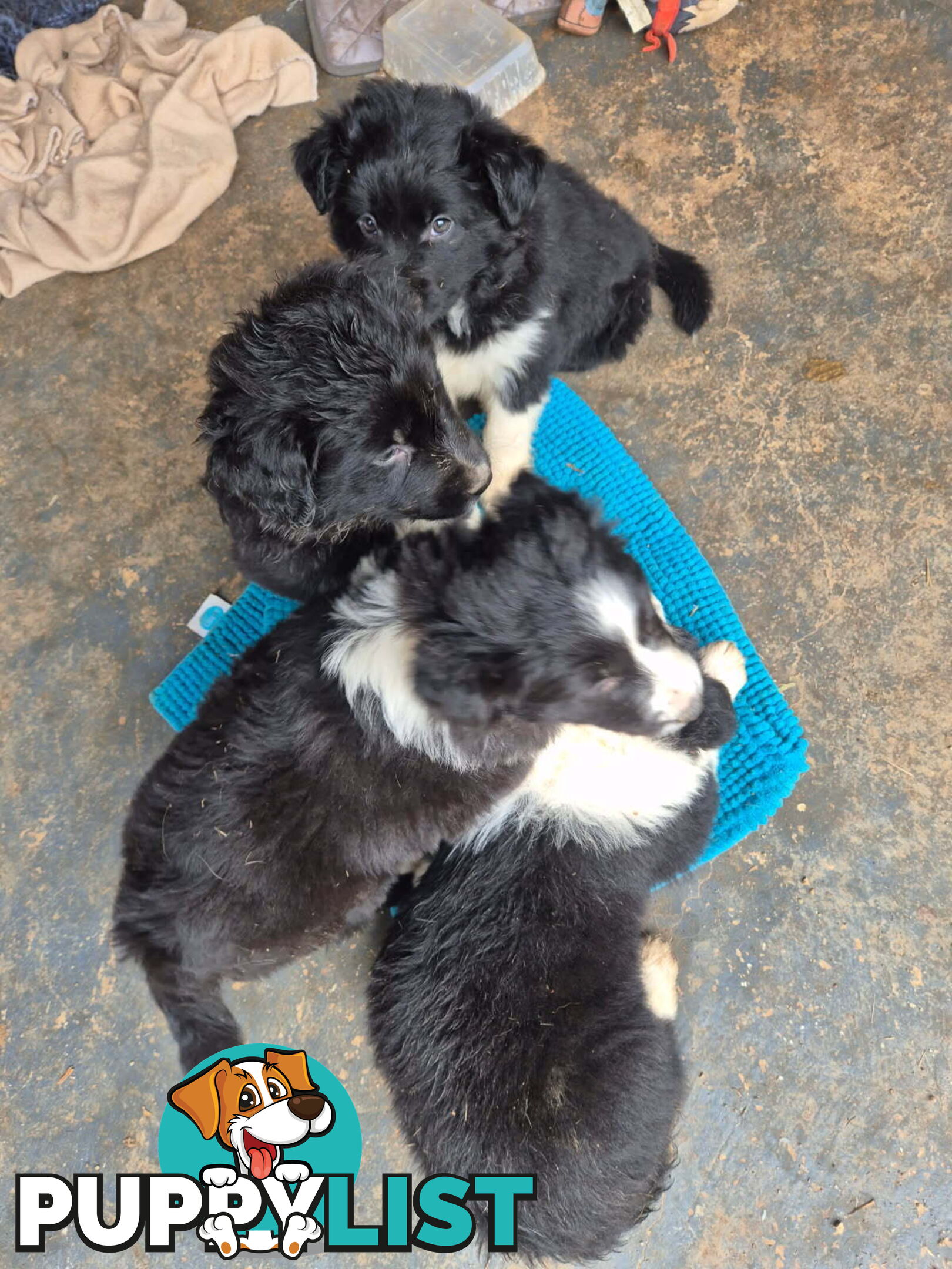 Border Collie Puppies