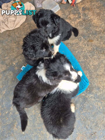 Border Collie Puppies