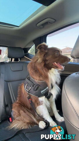 Border Collie Puppies