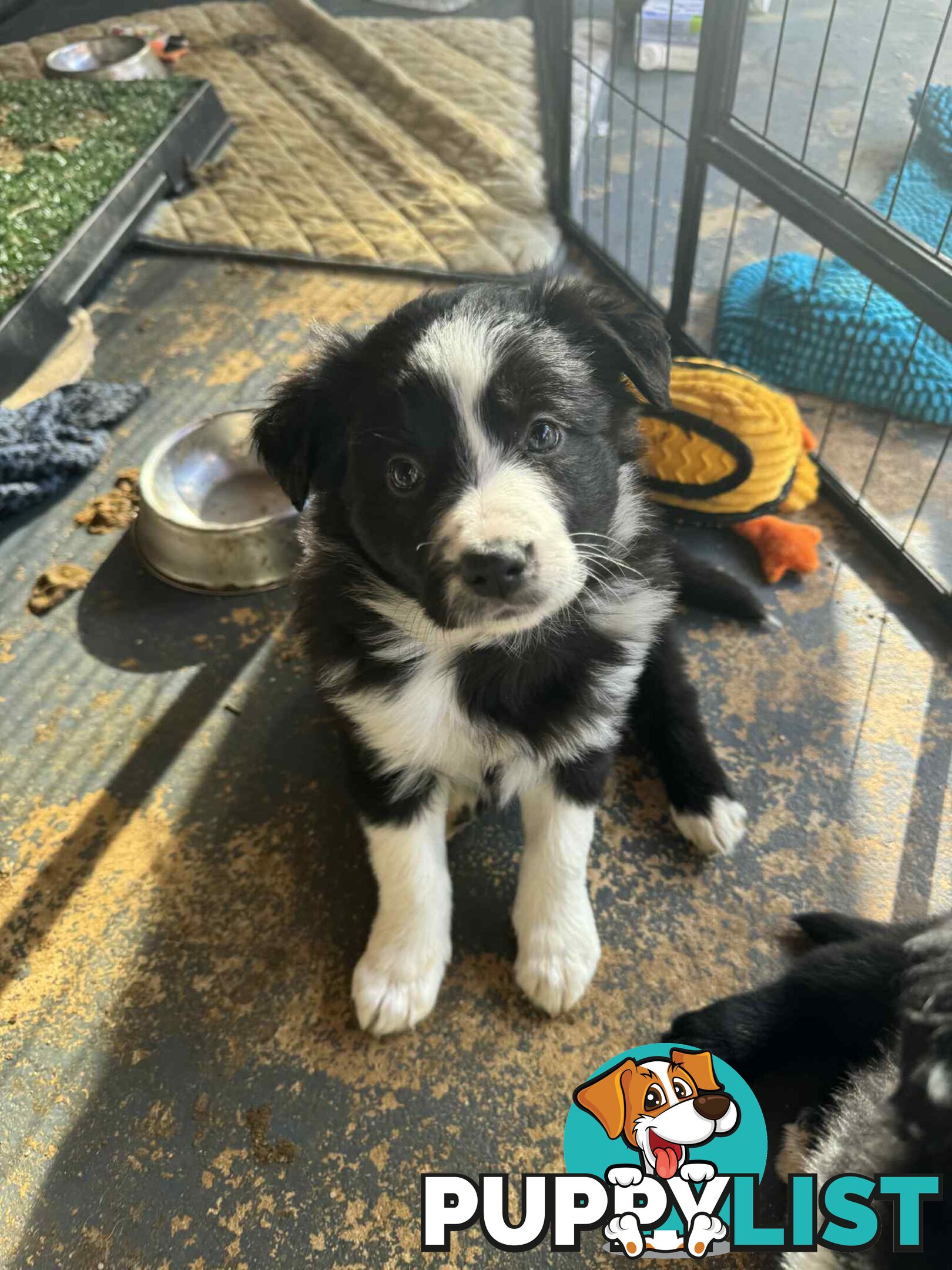 Border Collie Puppies