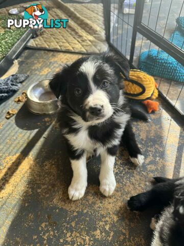 Border Collie Puppies