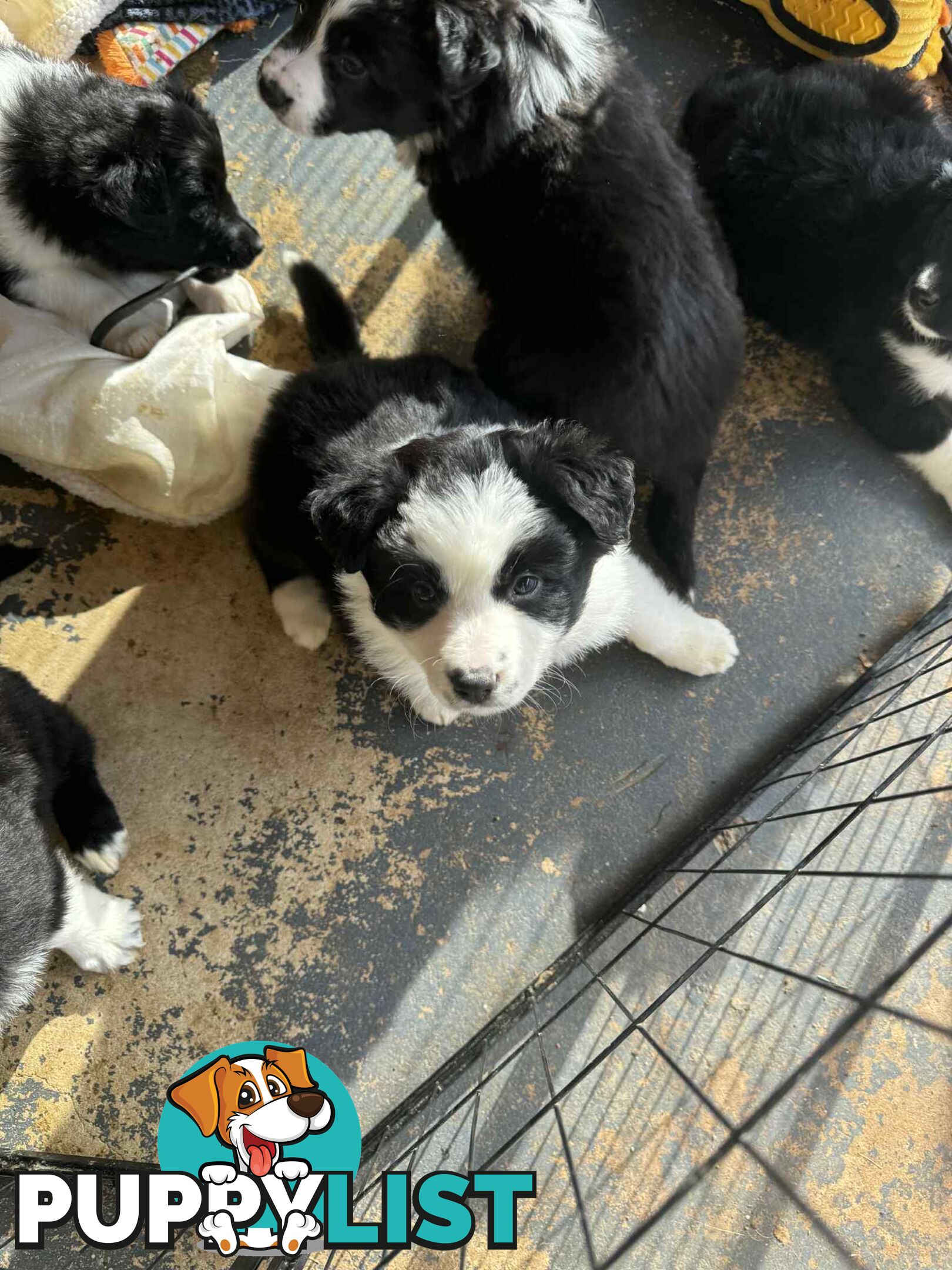 Border Collie Puppies