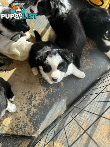 Border Collie Puppies