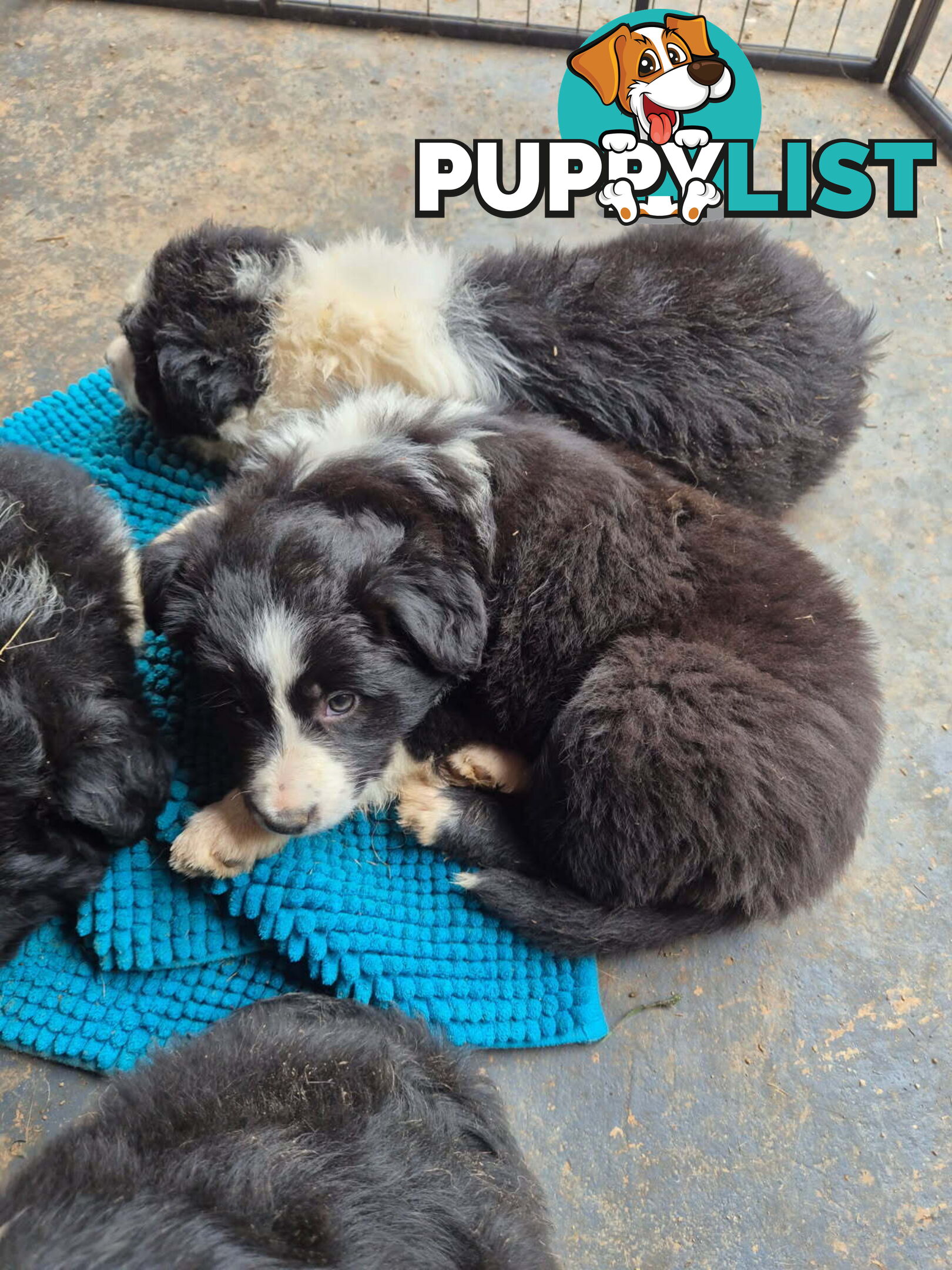 Border Collie Puppies