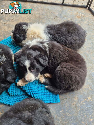 Border Collie Puppies