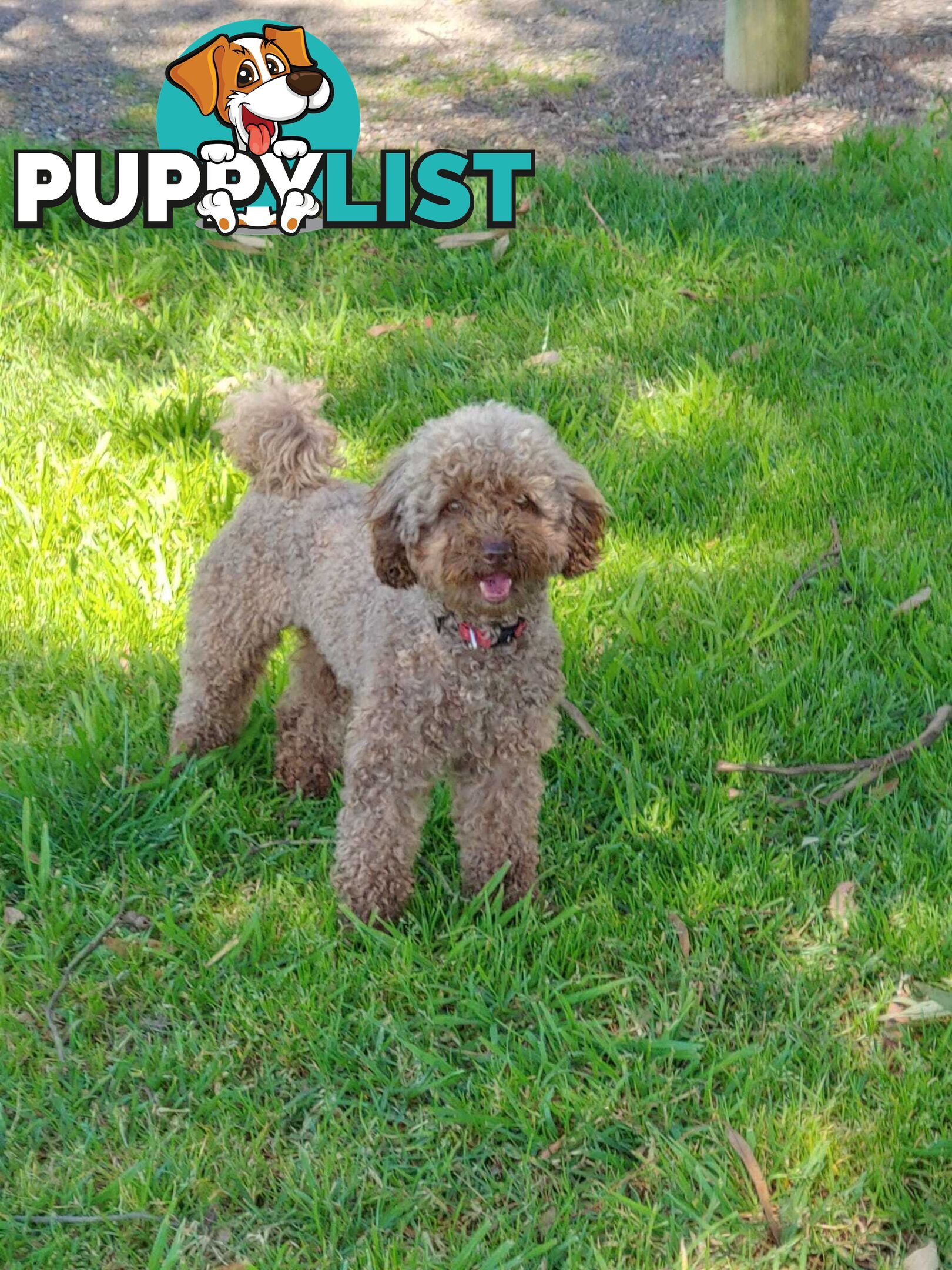 Toy Poodle Stud dog services (DNA clear)