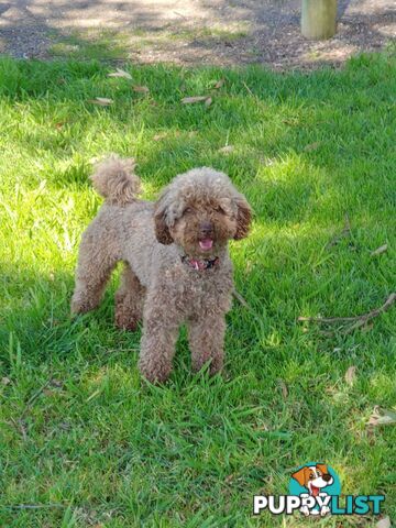 Toy Poodle Stud dog services (DNA clear)