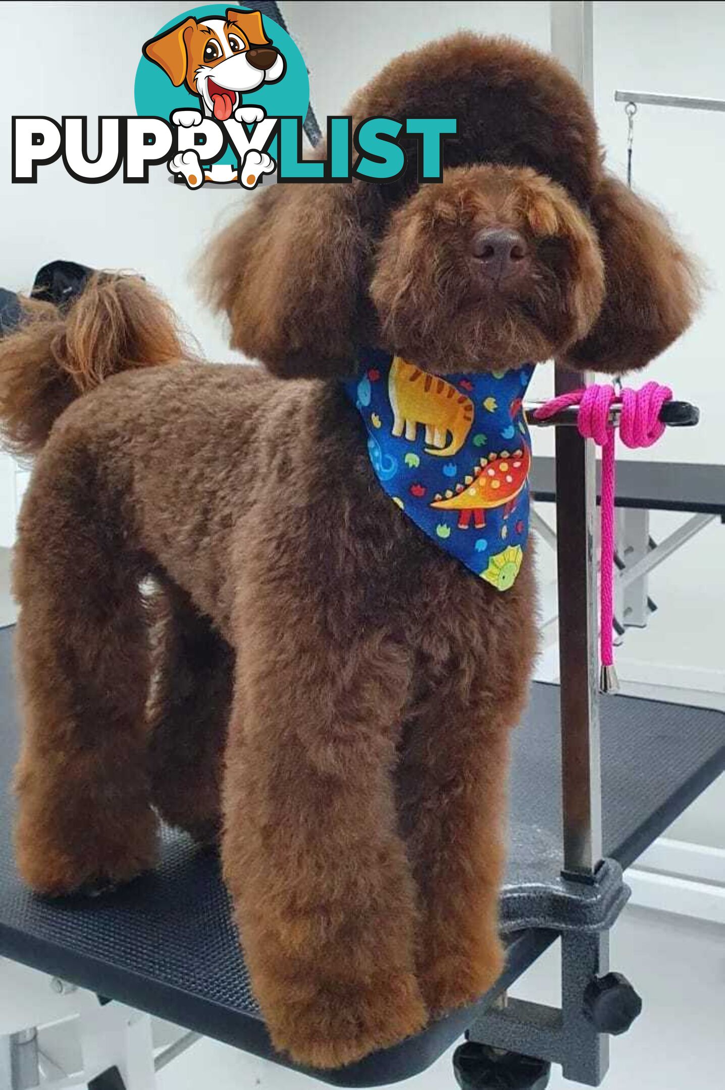 Toy Poodle Stud dog services (DNA clear)