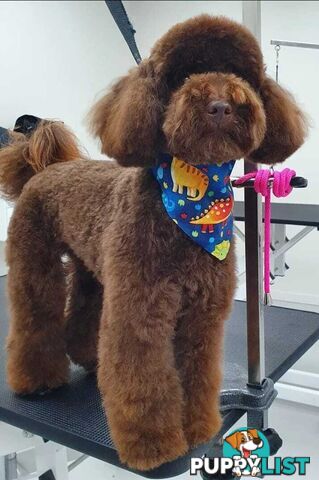 Toy Poodle Stud dog services (DNA clear)