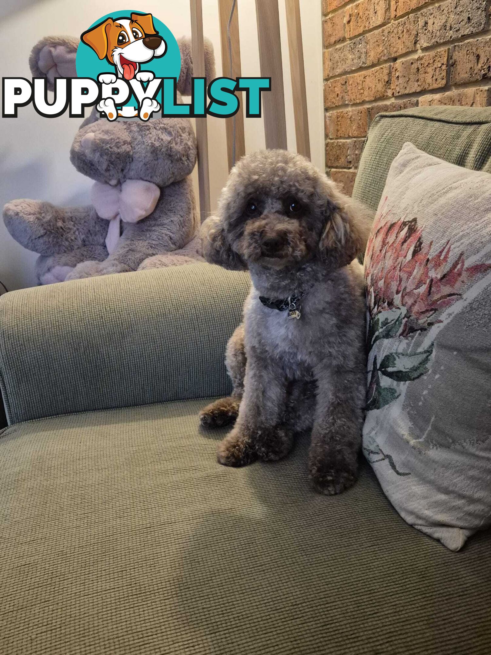 Toy Poodle Stud dog services (DNA clear)