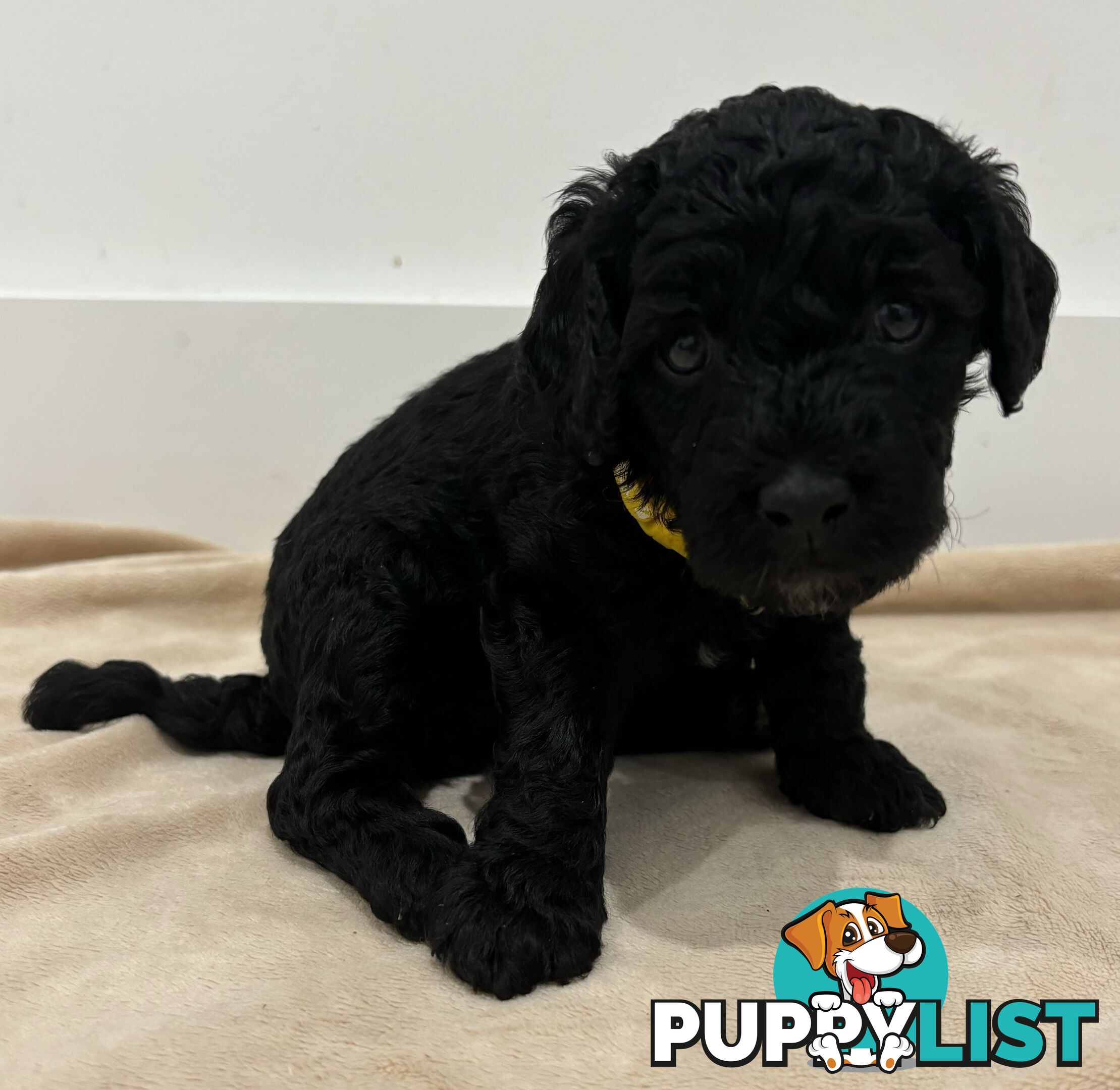 Mini Groodle puppies READY NOW.