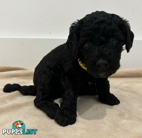 Mini Groodle puppies READY NOW.