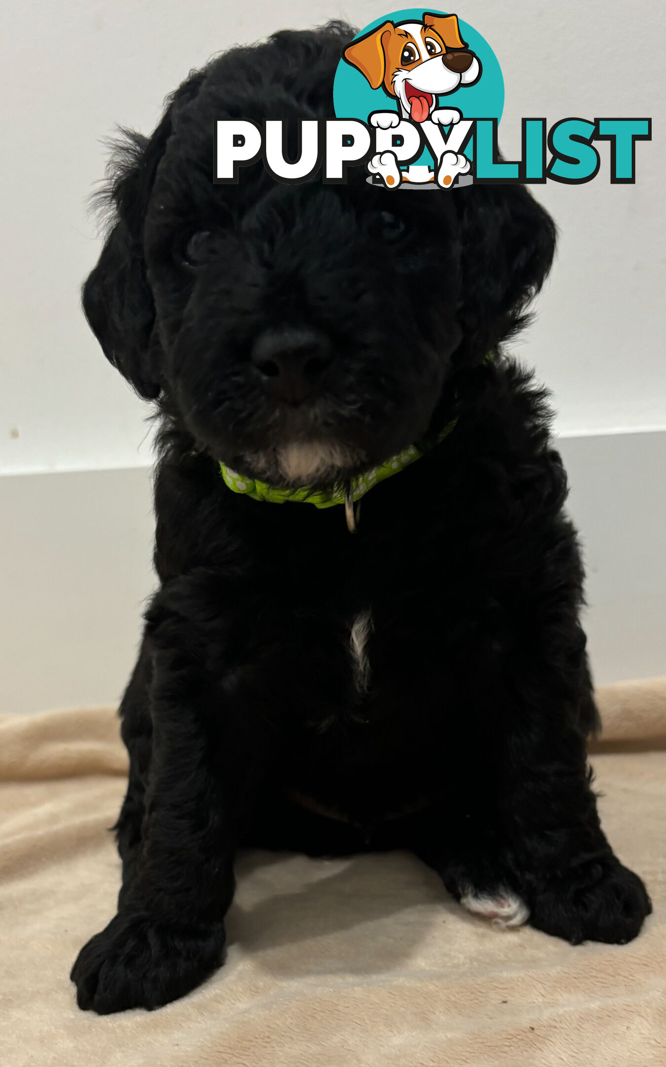 Mini Groodle puppies READY NOW.
