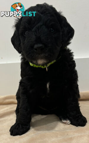 Mini Groodle puppies READY NOW.