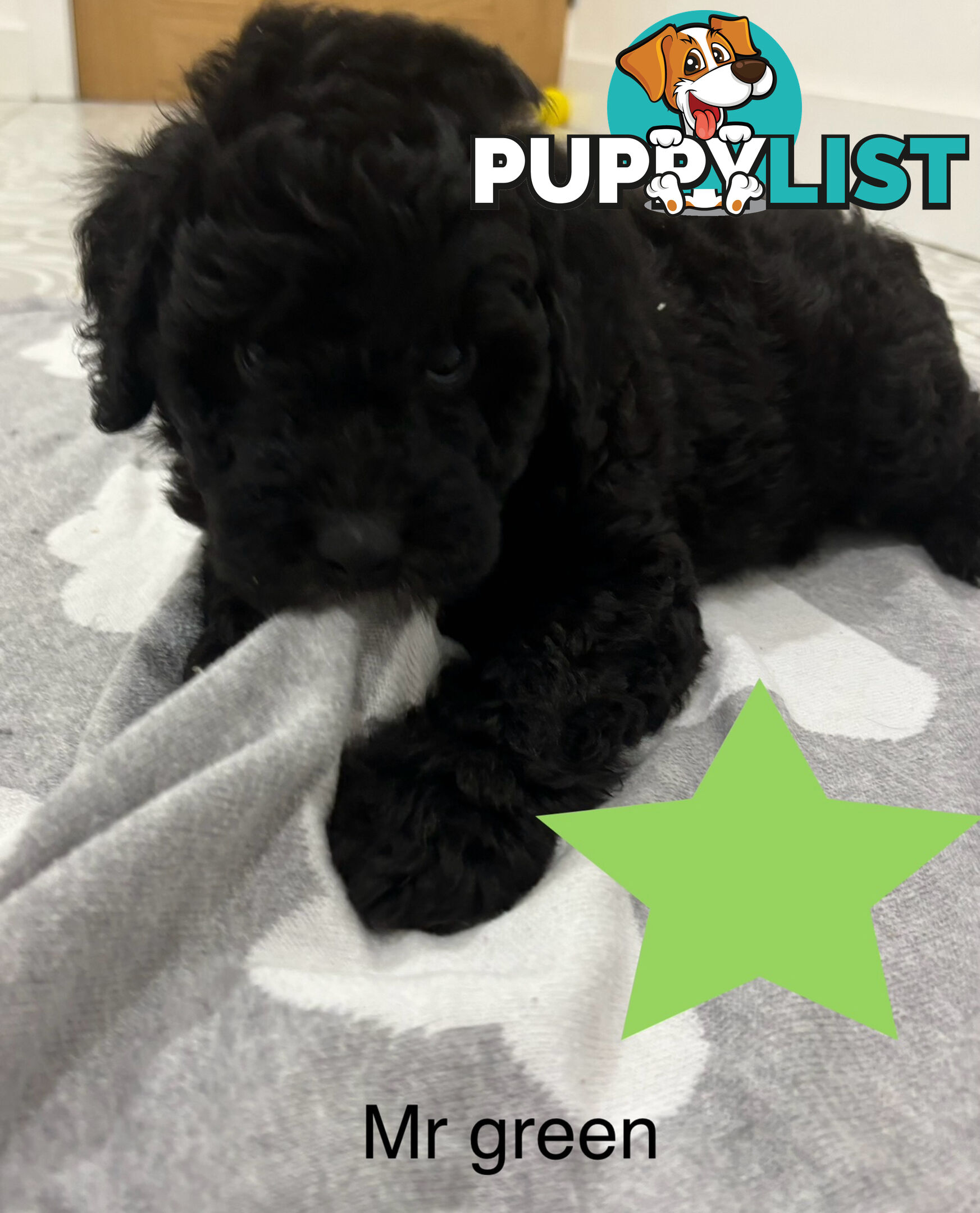 Mini Groodle puppies READY NOW.