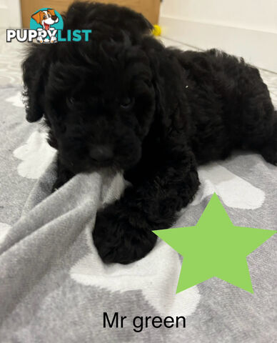 Mini Groodle puppies READY NOW.
