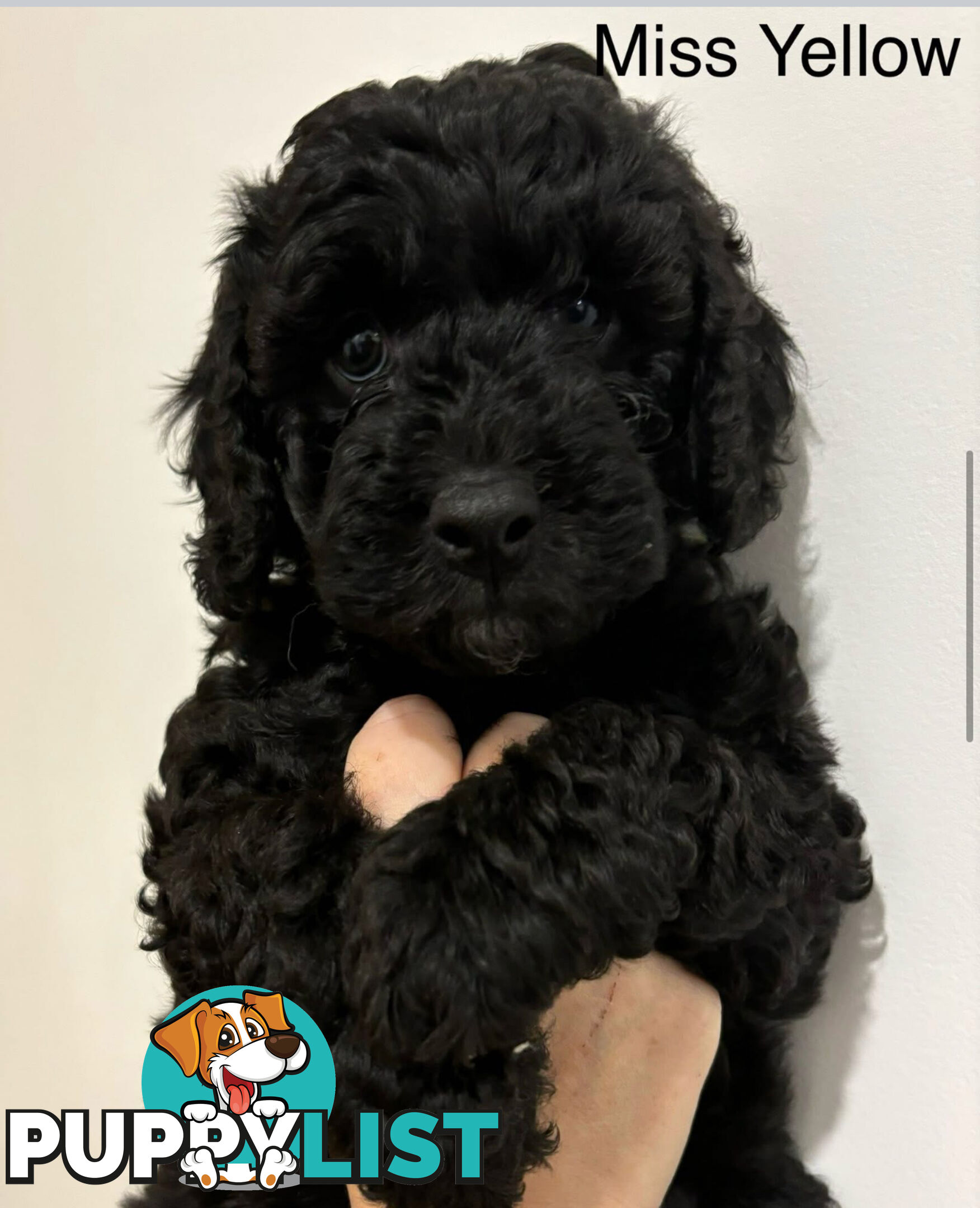 Mini Groodle puppies READY NOW.