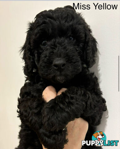 Mini Groodle puppies READY NOW.