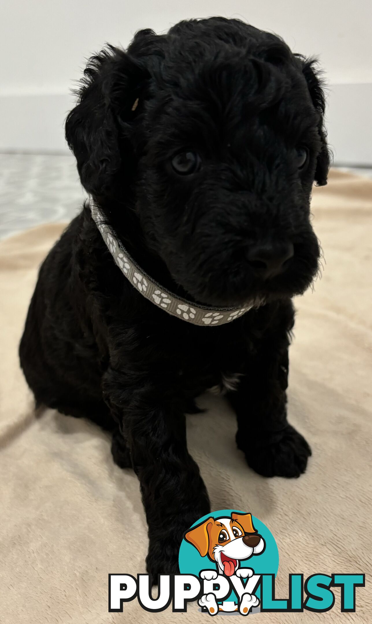 Mini Groodle puppies READY NOW.