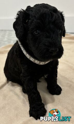 Mini Groodle puppies READY NOW.