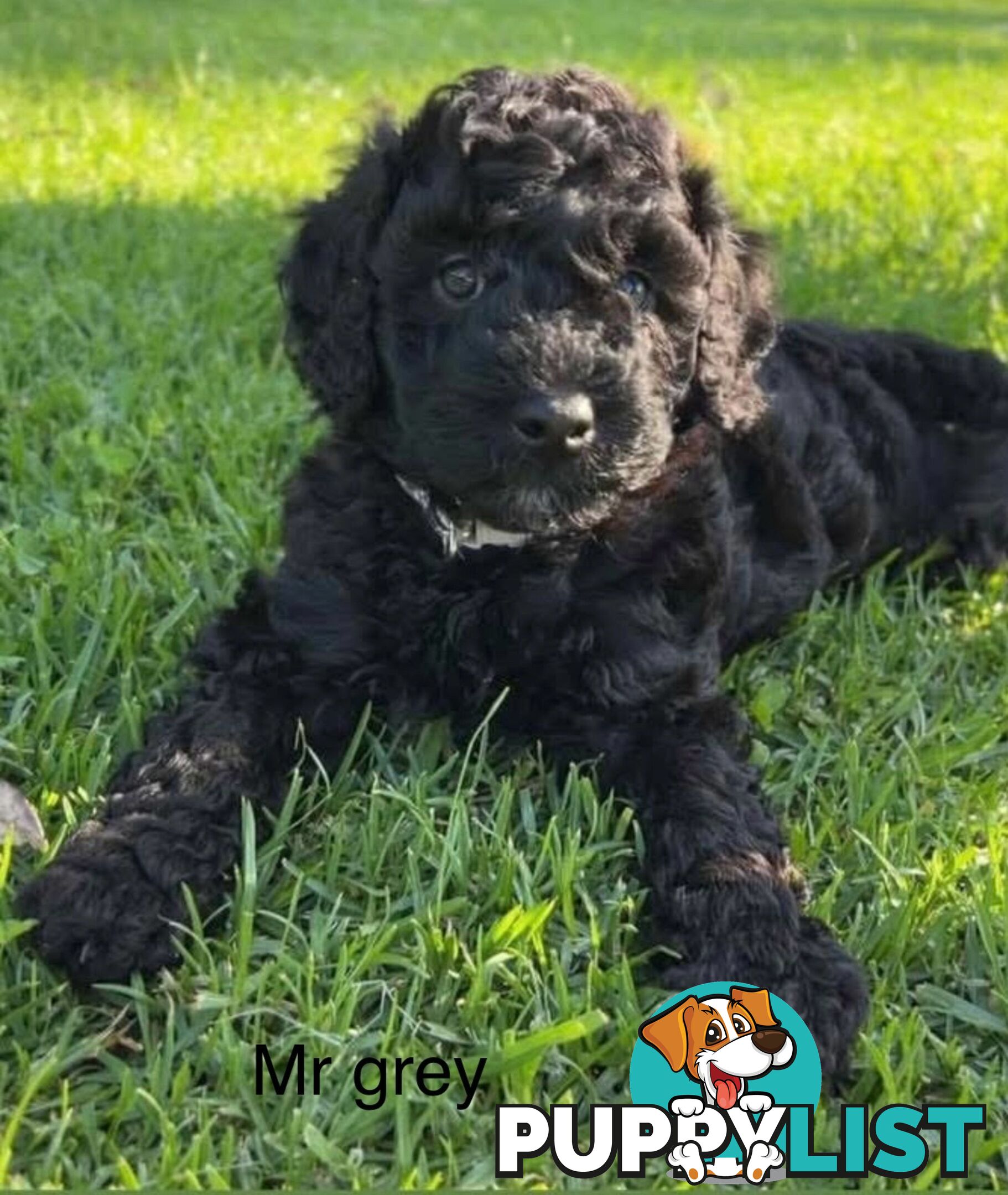 Mini Groodle puppies READY NOW.