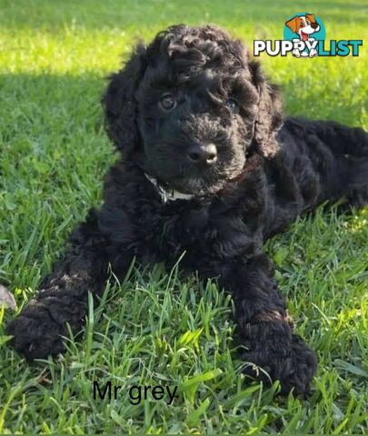 Mini Groodle puppies READY NOW.