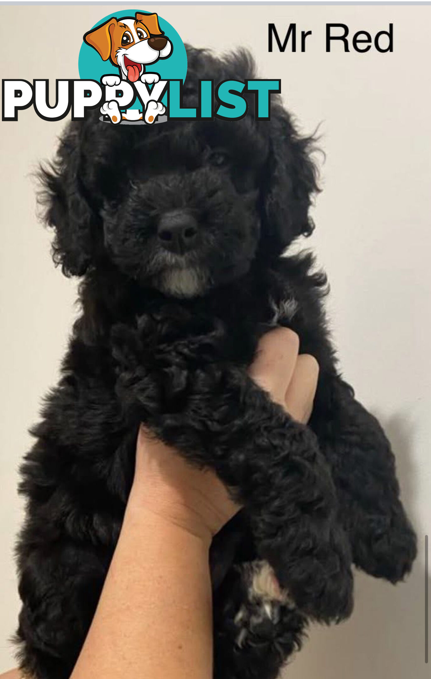 Mini Groodle puppies READY NOW.