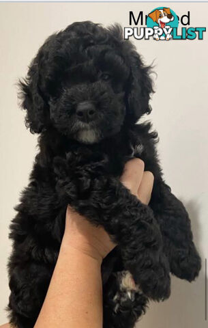 Mini Groodle puppies READY NOW.