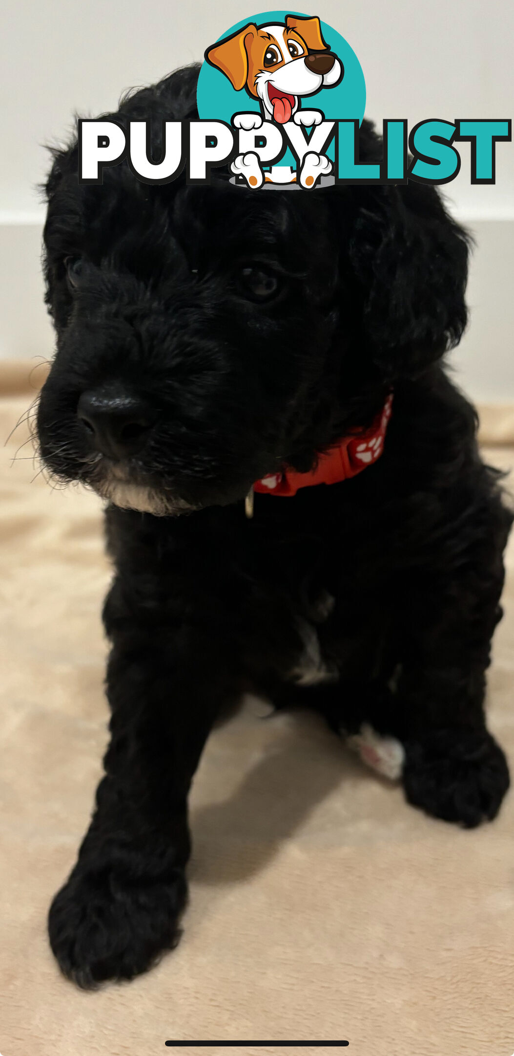 Mini Groodle puppies READY NOW.